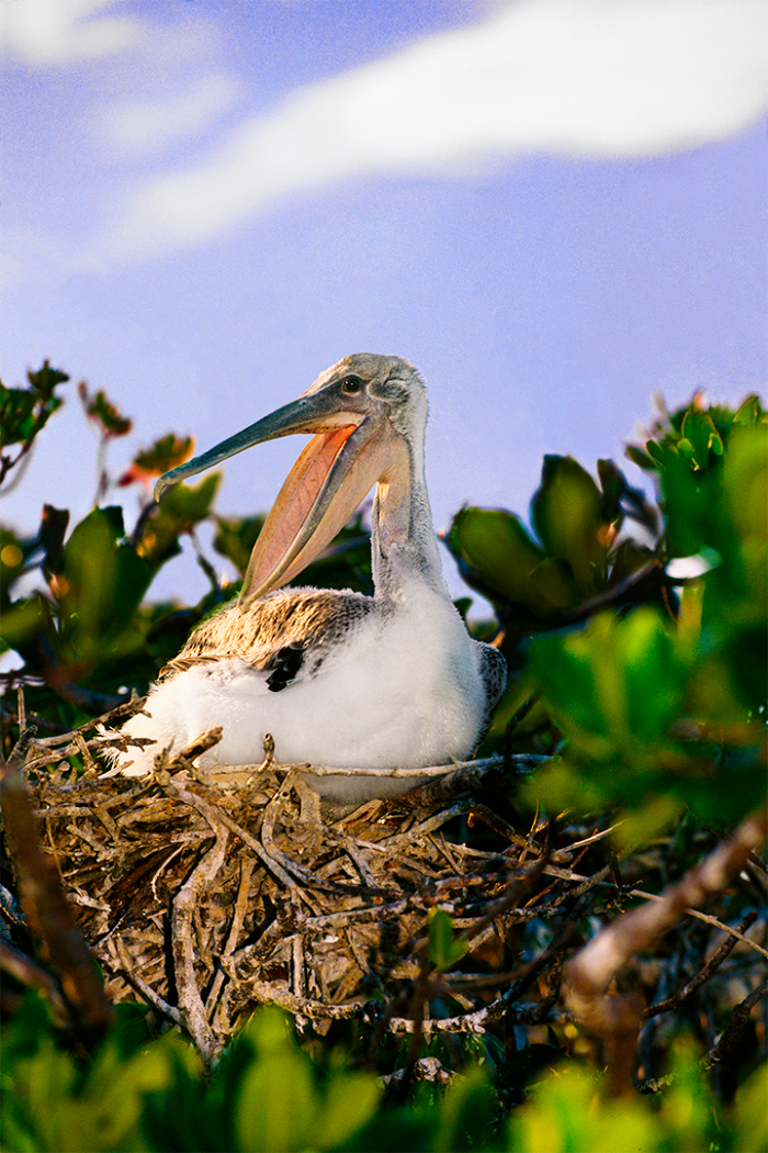 Tales from the Nest 3
