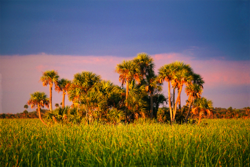 Tamiami Trail