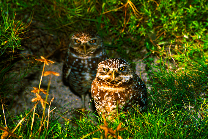 The Gatekeepers