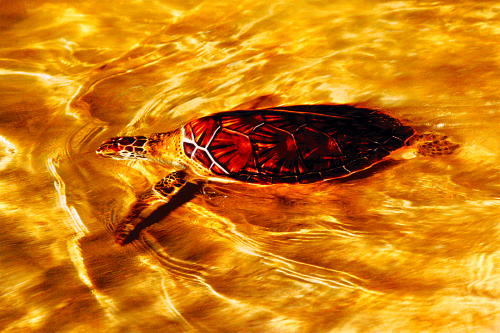 Tortuga