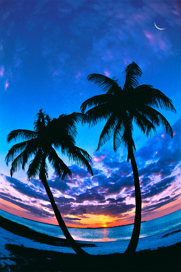 Tropical Fantasy