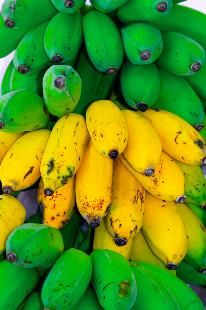 Tropical Harvest