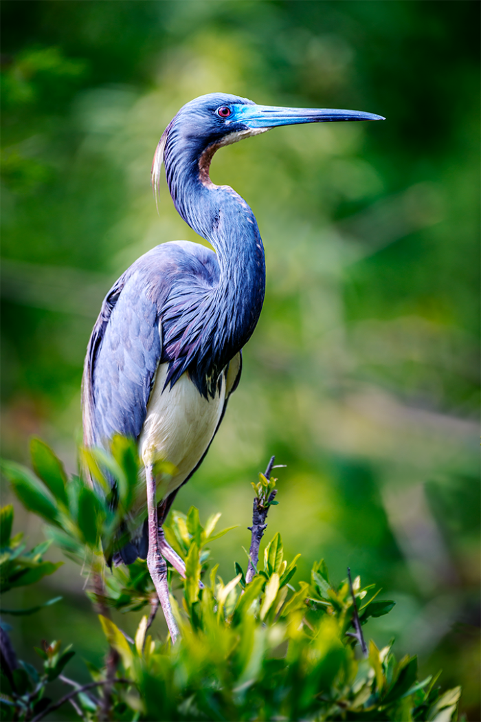 True Blue