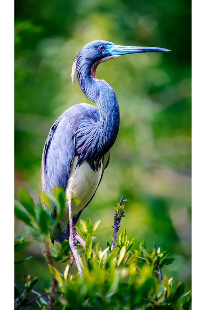 True Blue - Image 2