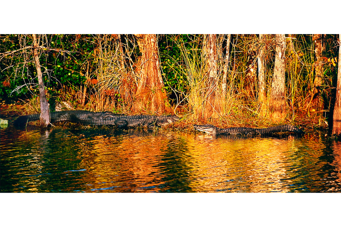 Turner River - Image 2