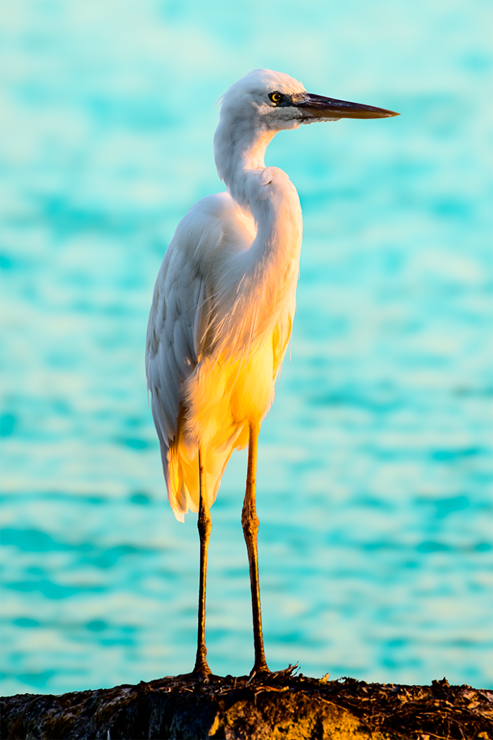 Twilight Contemplation