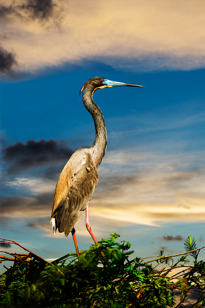Vantage Point