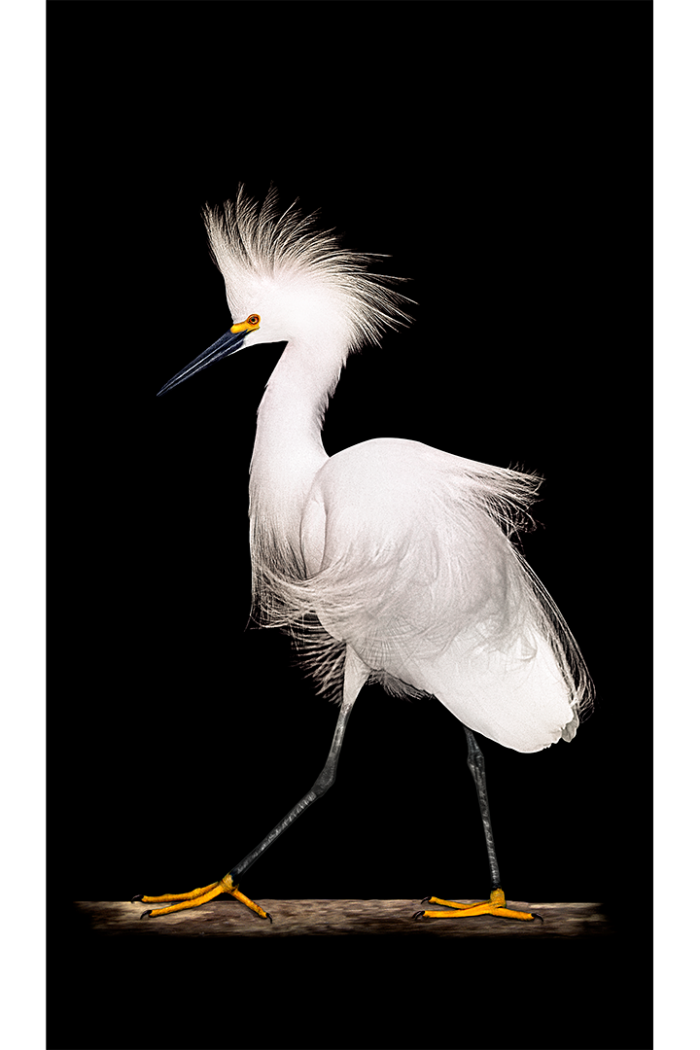 Walk on the Wild Side - Image 2