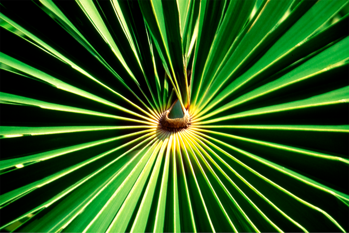 Wheel of Green