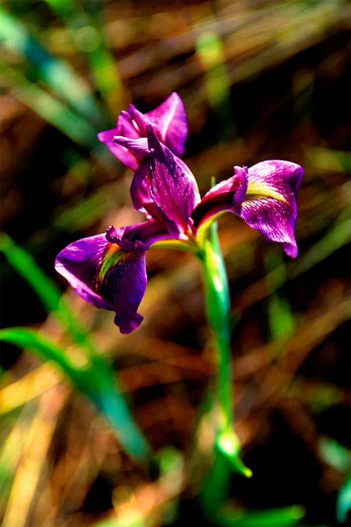 Wild Iris