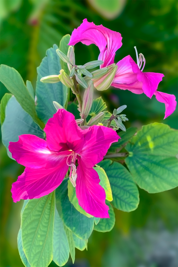 Wild Orchid