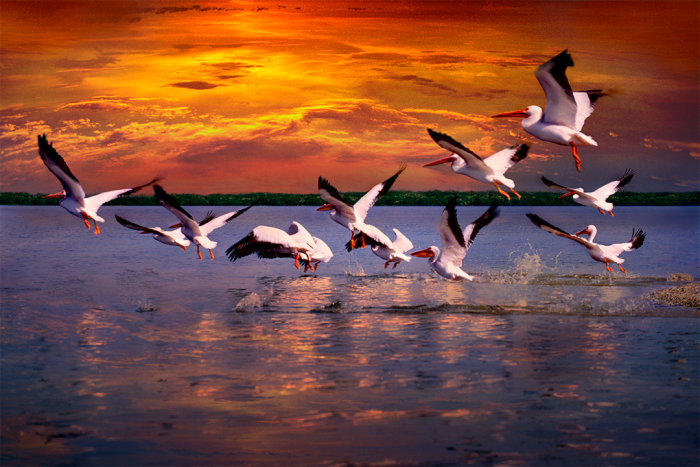 Wings Across the Water