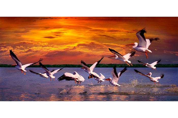 Wings Across the Water - Image 2