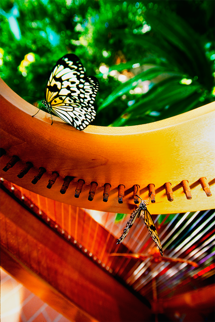 Wings and Strings