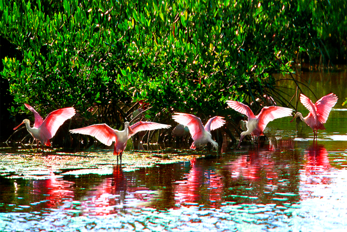 Wings of Beauty
