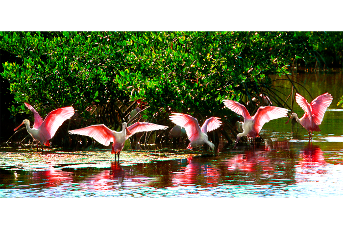Wings of Beauty - Image 2