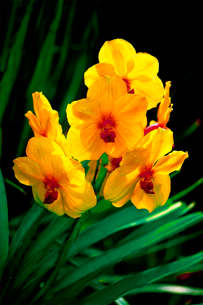 Yellow Fever