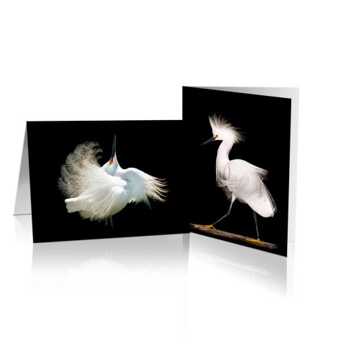 Egrets