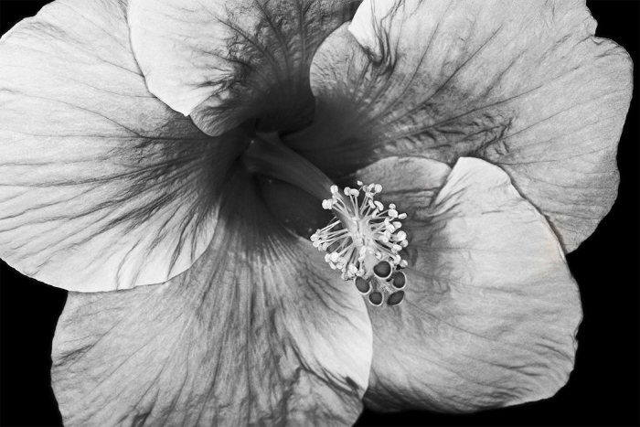 Hibiscus B&W
