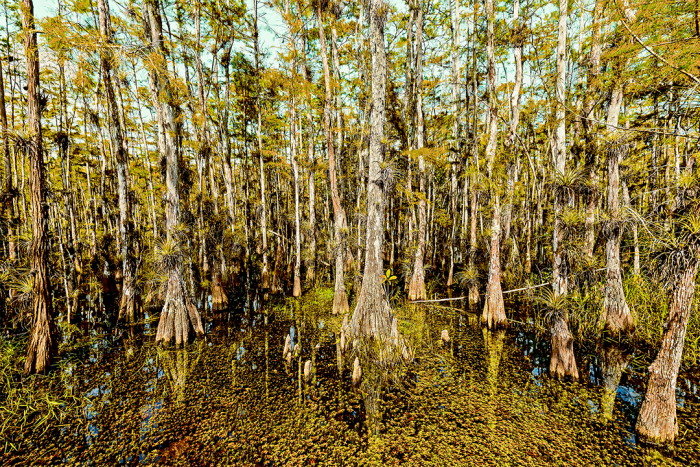 Inner Peace Old Florida