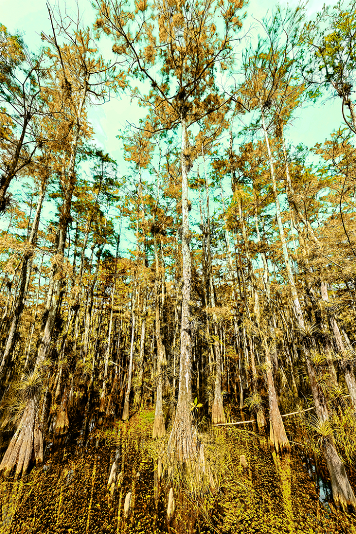 Inner Peace V Old Florida
