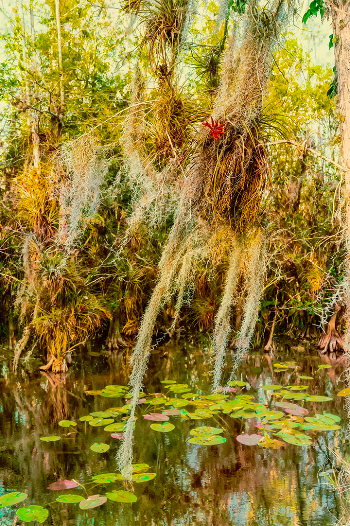 Mystic Motion Old Florida