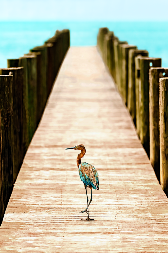 Road Less Traveled V Old Florida