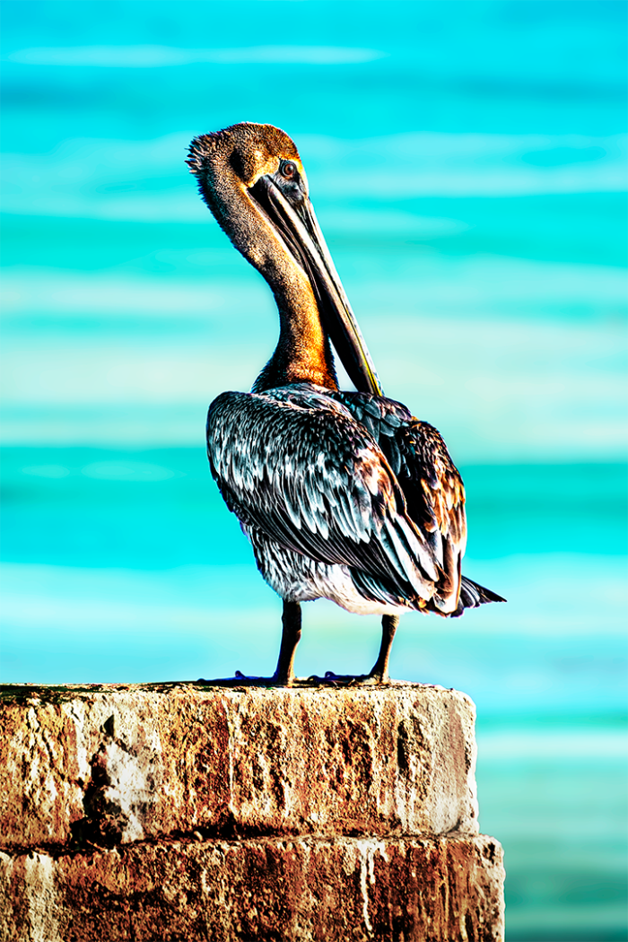 Sculptured by Nature Old Florida