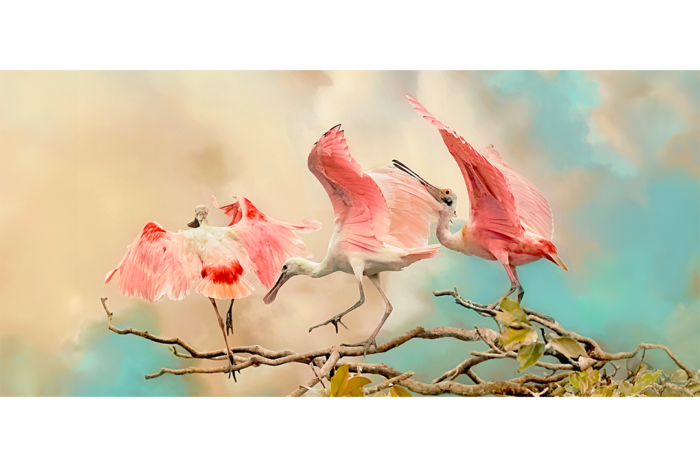 Spoonbill Ballet Old Florida - Image 2