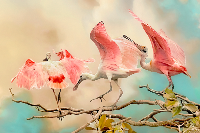 Spoonbill Ballet Old Florida