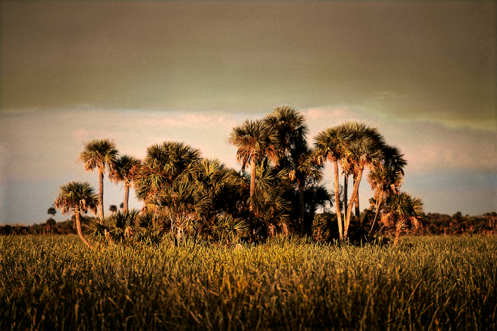 Tamiami Trail Old Florida