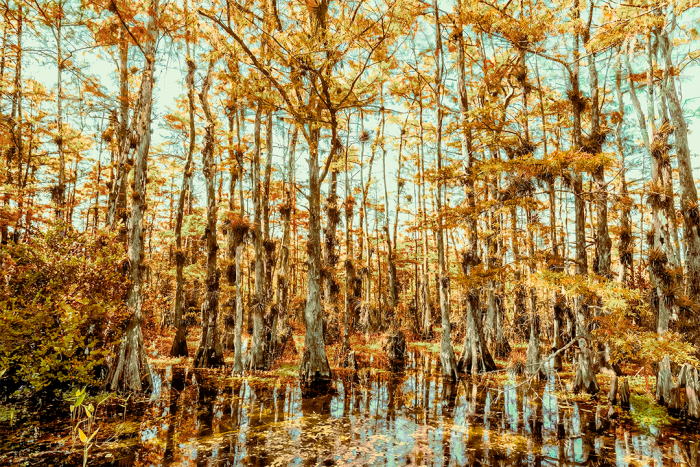 The Space Between the Silence Old Florida