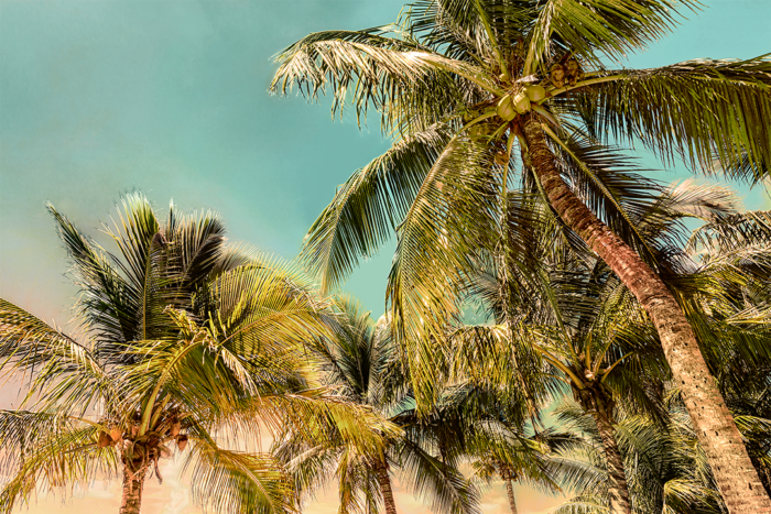 Tropical Icon Old Florida