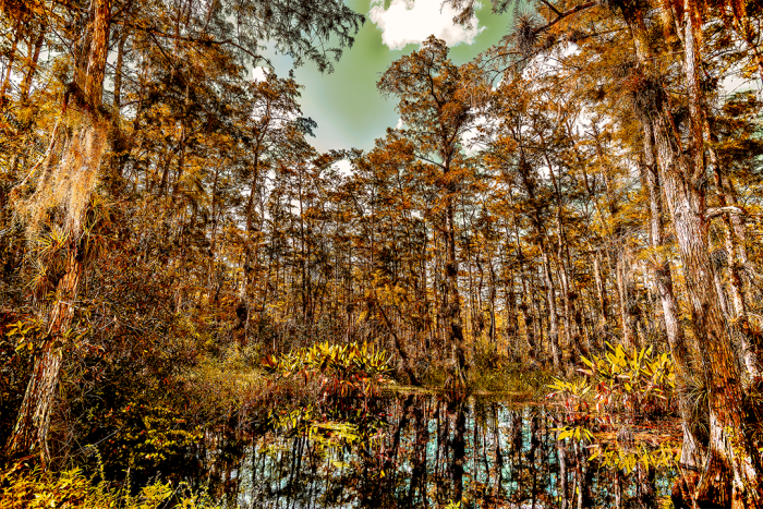 Uncharted Territory Old Florida