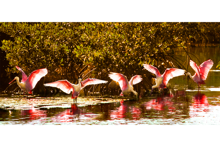 Wings of Beauty Old Florida - Image 2
