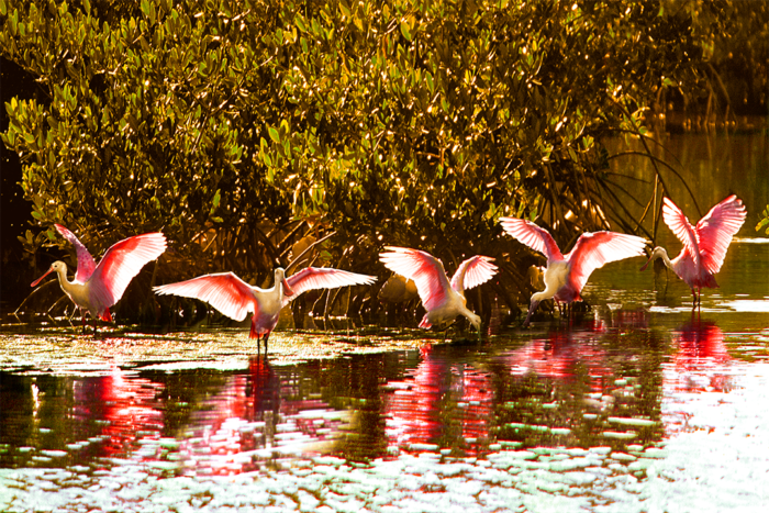 Wings of Beauty Old Florida