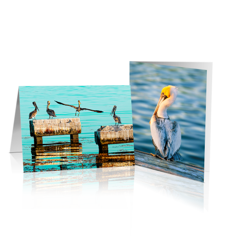 Pelicans
