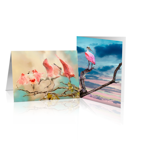 Roseate Spoonbills