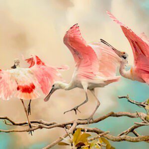 Wildlife & Flowers