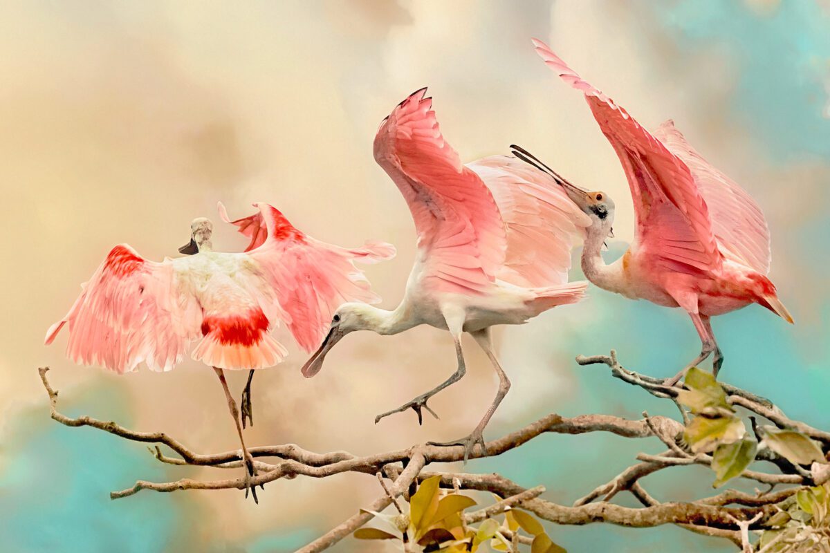 Wildlife & Flowers